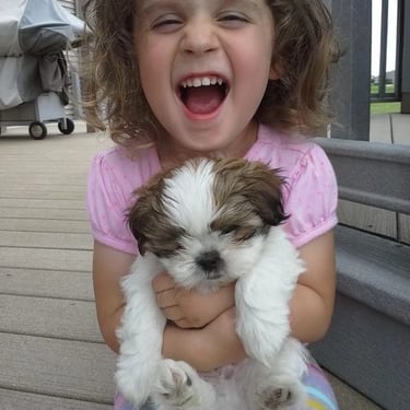 Shih Tzu puppies in USA