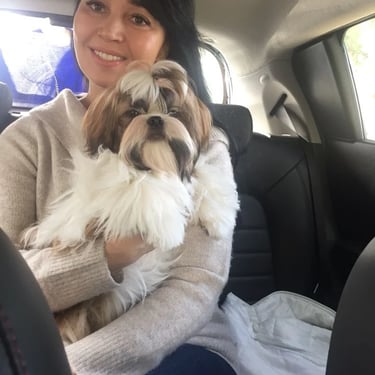 Family raised Shih Tzu puppies