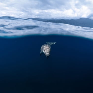 split shot of a dugong swimming close to the surface 