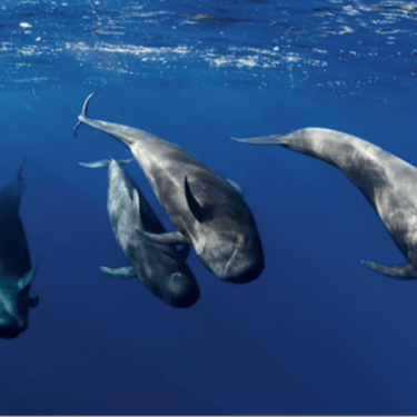 a pod of melon headed whales in deep water