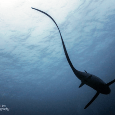 a Thresher shark from below in Alor, Indonesia