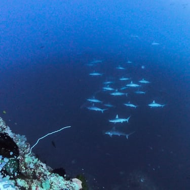 a school of Hammerhead sharks in deep water in Alor, Indonesia