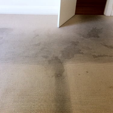 heavily soiled brown carpet of an empty room
