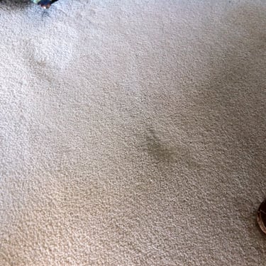 previously wine stained carpet now cleaned after professional carpet stain removal