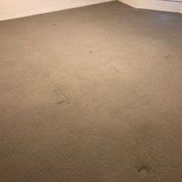 freshly cleaned brown carpet in nairne south australia