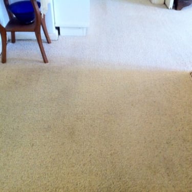 beige carpet professionally cleaned after dog mess