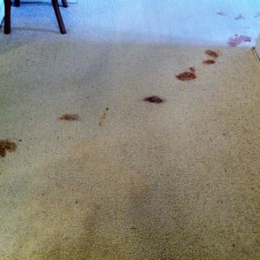 old carpet stained with dog feces