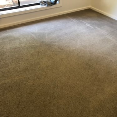 carpet cleaned from pet urine deposits