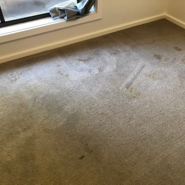 carpet with pet urine deposits