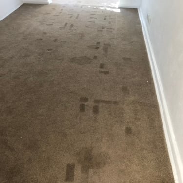dark brown carpet with stick marks