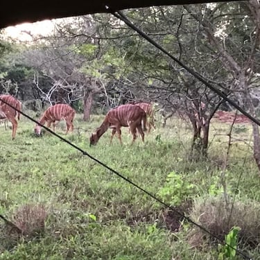 Nyala grazing next to a self catering glamping tent at Albizia camp in Hluhluwe
