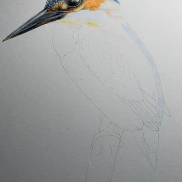 Kingfisher