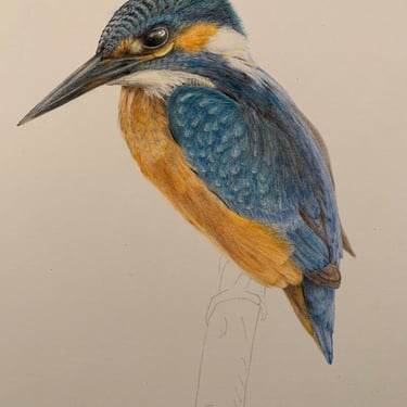 Kingfisher