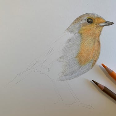 Robin