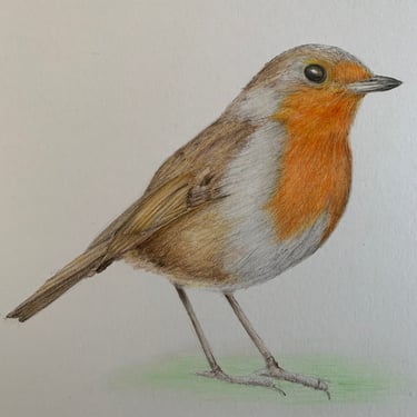 Robin