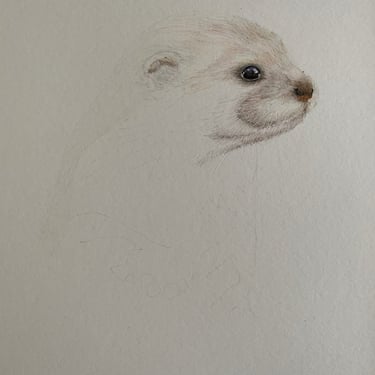 Otter