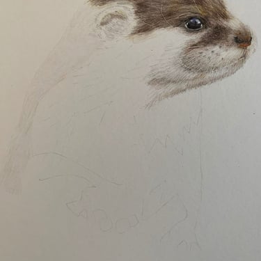 Otter
