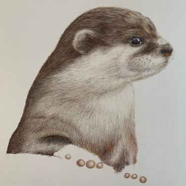 Otter