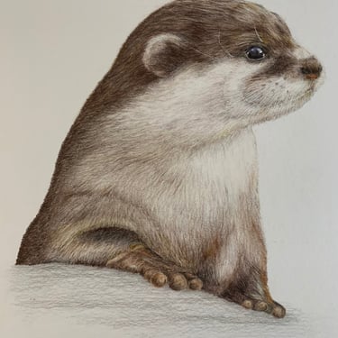 Otter