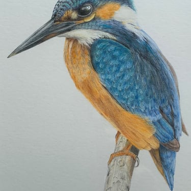 Kingfisher 