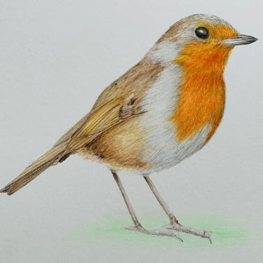 Robin