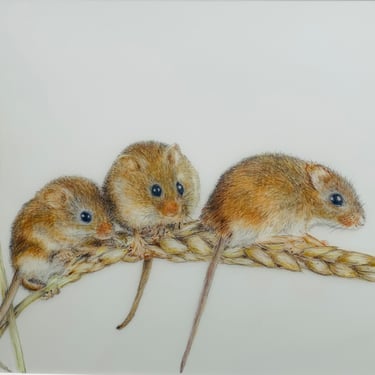 Harvest Mice