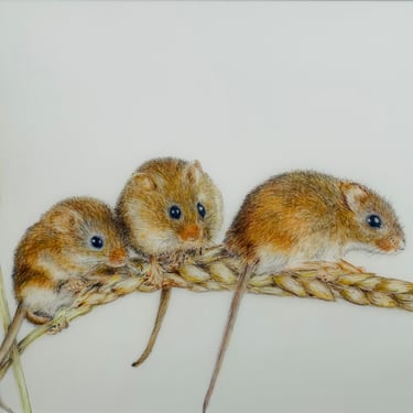 Harvest mice