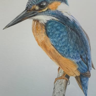 Kingfisher