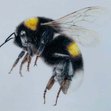 Bee