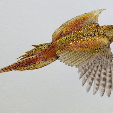 Pheasant