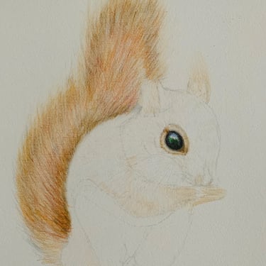 Red Squirrel