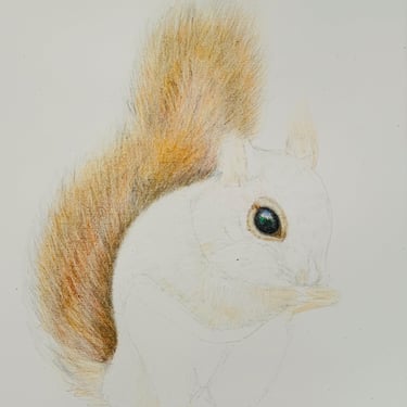 Red Squirrel