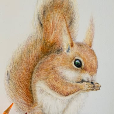 Red Squirrel