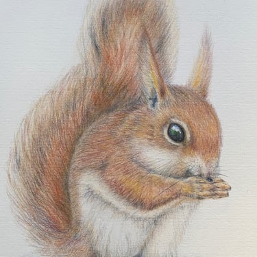 Red Squirrel