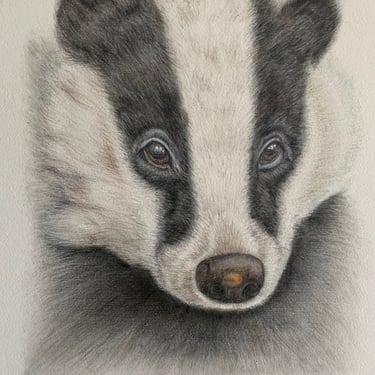Badger