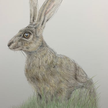 Hare