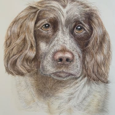 Spaniel