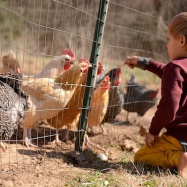 Sycamore Bend Farm Chickens and a Schwerin
