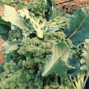 Sycamore Bend Farm a Bunch of Broccoli