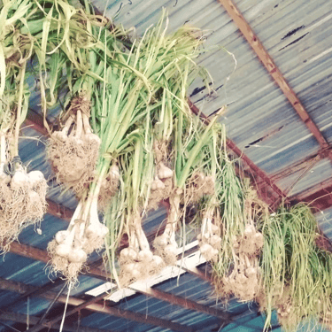 Sycamore Bend Farm Garlic Drying