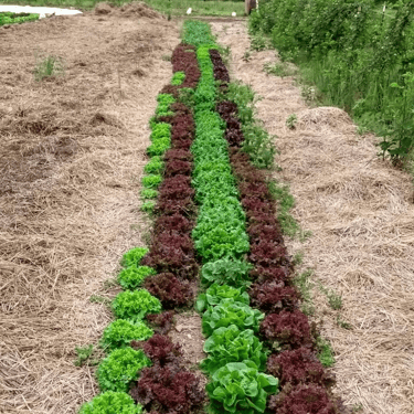 Sycamore Bend Farm Lettuce Roll