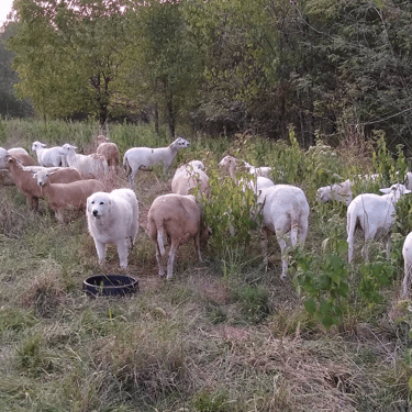 Sycamore Bend Farm in a field