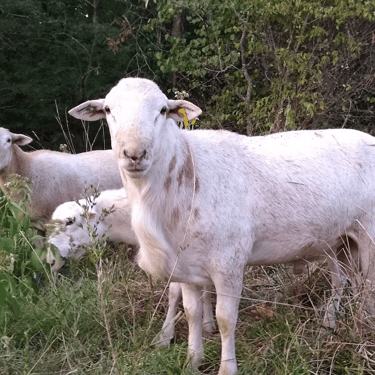 Sycamore Bend Farm Sheep