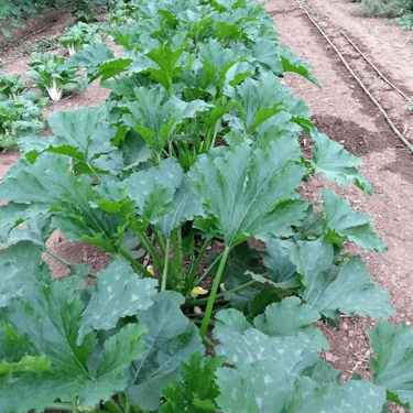 Sycamore Bend Farm Squash