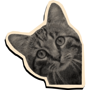 Gato