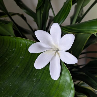 Fleur de frangipanier blanche aux pétales fins, création raffinée signée Marion Guizzardi, artiste et créatrice, Montpellier