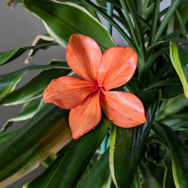 Frangipanier corail orange, création florale main par Marion Guizzardi, artiste et créatrice, Montpellier.