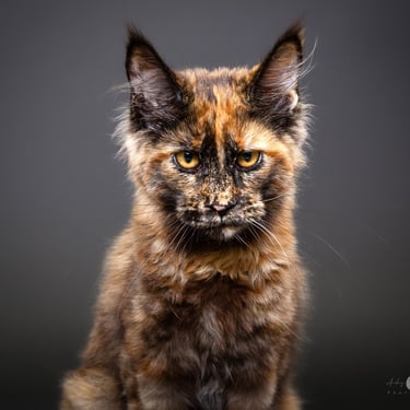 Mountain Rose Freki Tortoiseshell Maine Coon 2023/2024 CCA-AFC Canadian Regional Winner 5th Best Kit