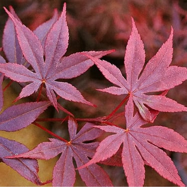 Acer palmatum fireglow