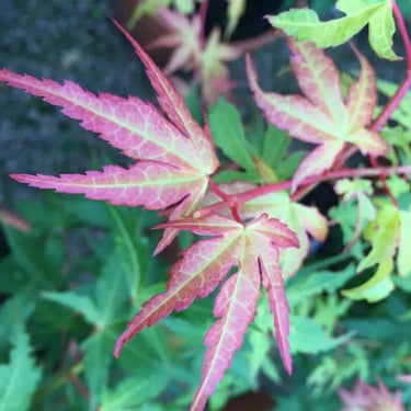 acer palmatum katsura